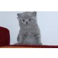 Washington und Katze Welles, Britisch Kurzhaarkatze - Kater