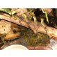 Wasseragame