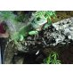 Wasseragame - männlich