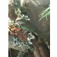 Wasseragame - männlich
