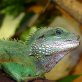 Wasseragame - männlich