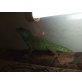 Wasseragame - weiblich