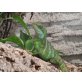 Wasseragame - weiblich