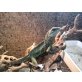 Wasseragame - weiblich