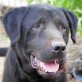 Wasserratte KIME (m) ... sucht Zuhause! - Rüde