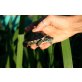 Wasserschildkröte