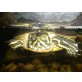 Wasserschildkröten - weiblich