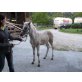 Waterloo, Haflinger - Hengst