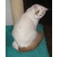 Waterloo Halblanghaar Kater, Türkische Van Katze - Kater