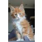 Watson, Maine Coon - Kater
