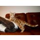 Watson vom Zarentiger, Amerikanische Kurzhaarkatze - Kater