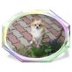 Wawu, Chihuahua langhaariger Schlag - Rüde