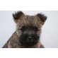 We are very proudly to present - our Eliza., Cairn-Terrier Welpen - Hündin