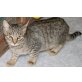Weatherby, Junkater Weatherby sucht neues Heim! - Kater