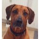 Webby, Ridgeback - Hündin