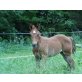 Wee have Fun, Quarter Horse - Stute