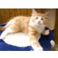 Wegen Zuchauflösung suchen Norw. Waldkatzen  , Norwegische Waldkatze - Katze