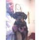 Weibl. und männl.Welpen, Rottweiler - Rüde