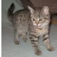 Weibliche Britisch Kurzhaar Kitten , Britisch Kurzhaarkatze - Katze