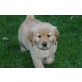 Weibliche und männliche Französischer Bulldog, Golden Retriever - Rüde