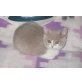 Weibliches BKH Kitten in lilac-weiss, Britisch Kurzhaarkatze - Katze
