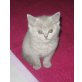 Weibliches Britisch Kurzhaar Kitten, Britisch Kurzhaarkatze - Katze