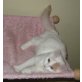 Weibliches Kitten in creme weiss, Türkische Van Katze - Katze