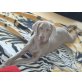 Weimaraner - Hündin