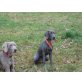 Weimaraner - Hündin