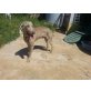 Weimaraner - Rüde