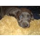 Weimaraner - Rüde