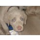 Weimaraner Welpen - Hündin