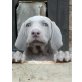 Weimaraner Welpen - Hündin