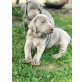 Weimaraner Welpen - Hündin