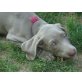 Weimaraner Welpen - Hündin