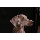 Weimaraner Welpen - Rüde