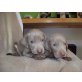 Weimaraner Welpen - Rüde