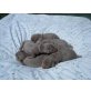 Weimaraner Welpen - Rüde