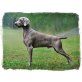 Weimaraner Welpen - Rüde