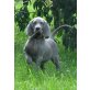 Weimaraner Welpen - Rüde
