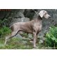 Weimaraner Welpen - Rüde