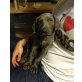 Weimaraner Welpen - Rüde