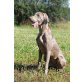 Weimaraner Welpen - Rüde
