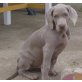 Weimaraner Welpen - Rüde