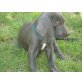 Weimaraner Welpen - Rüde