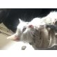Weiß-Braune Kater - Kater