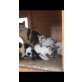 Weiß-Braune Katzen - Kater