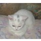 Weisser BKH Junge, Britisch Kurzhaarkatze - Kater