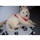 Weißer Schweizer Schäferhund - Hündin