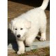 Weißer Schweizer Schäferhund Welpen - Hündin